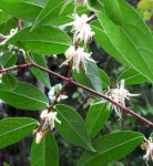 chimonanthus_salicifolius_viragzasban_budakeszi_herbarium