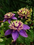 clematis-taiga-stunning-brand-new-exclusive-hardy-climbing-clematis-florida-taiga-for-immediate-delivery-e2e