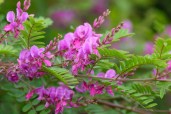 close-up-himalayan-indigo-indigofera-himalayensis-flowers-bloom-262389890