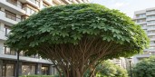 close-up-realistic-image-of-aralia-chinensis-as-a-2