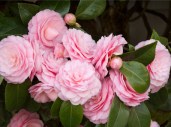 collections_camellias