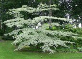 cornus-controversa-variegata-011