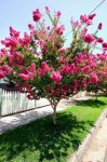 crepe-myrtles-are-among-the-world-s-best-flowering-trees-they-are-names-of-flowering-trees