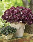 csm_Oxalis_Xalis_Burgundy_Wine_Imp_shooting_01_55ff0b6166