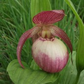 cypripedium-sabine-