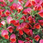 cytisus-scoparius-eva