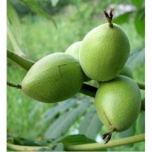 data-juglans-cordiformis-cinerea-juglans-cordiformis-cinerea2-500x500