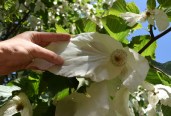 davidia-involucrata-dove-tree-flowers-8-inches-041916-043