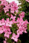 dogwood-rosy-teacups-2