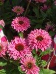 echinacea-purpurea-bolero-pink-