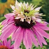 echinacea_purpurea_double_decker