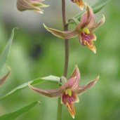epipactis-gigantea-giant-helleborine