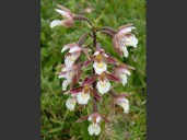 epipactis_palustris_marsh_helleborine_flowering_plant_30-06-06_5