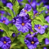 exotic-blue-flowers-images-_0