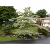 f9f9a7cf-ff2a-42b9-b010-a703980fb305