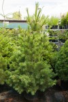 foto-sosna-kedrovaya-evropejskaya-chelsea-garden-foto