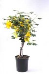 fremontodendron2