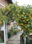 geissblatt-tellmaniana-gold-geissschlinge-m002096_w_2