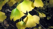 ginkgo-biloba-horizontalis-autumn-leaves-2_