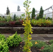 ginkgo-biloba-obelisk-ginkgobaum-facherblattbaum-madchenhaarbaum-ginkgoaceae