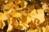 ginkgo-biloba-tit-autumn-leaves-1