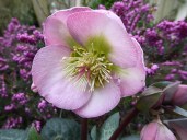 helleborus_dorothy_s_dawn_