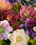 helleborus_double_ellen_mix_large