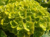 hortensia-green-ever-belles-hortmagreclo-