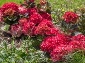 hortensien-black-diamond-red-angel-online-kaufen-2_1200x9009