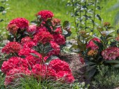 hortensien-black-diamond-red-angel-online-kaufen-4_1200x9004