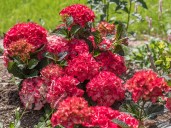 hortensien-black-diamond-red-angel-online-kaufen_1200x9006