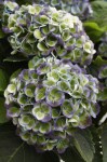 hydrangea-macr.-magical-revolution-blue-