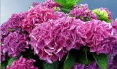 hydrangea-macrophylla-bouquet-rose