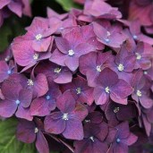 hydrangea-macrophylla-dark-angel-purple-01_1