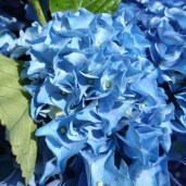 hydrangea-macrophylla-early-blue-hba-202911-pbr-h-181-dv-p
