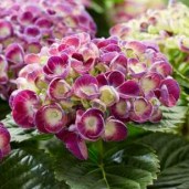 hydrangea-macrophylla-royalty-rosie-purple-02_1