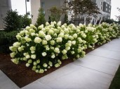 hydrangea-white-wedding-3