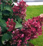 hydrangea_wims_red-1