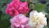 images16