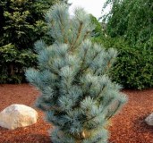 img_2011__22389.1438554525