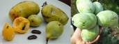 indianer-bananer-overleese-asimina-triloba-overleese-paw-paw