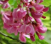 indigofera3