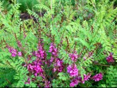 indigofera_heterantha