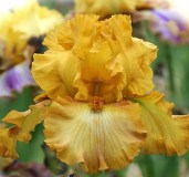 iris-Forever-And-A-Day