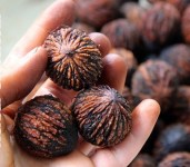 juglans-nigra-black-walnut-capsules-extract-powder-photo-herbal-grass-com-ru-ua-medicinal-plants-photo-spb-msk-kiev-kharkov-moskva-odessa-lviv-lvov-st-petersburg