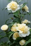 jury-yellow-camellias