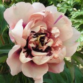 koll_all_that_jazz_1