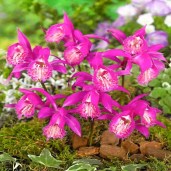 komnatnaya-orhideya-tongariro