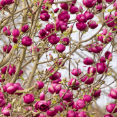 magnolia-black-tulip-tree-p4195-32367_medium
