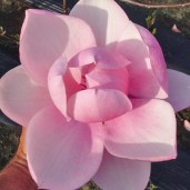magnolia-brixton-belle-2-300x300